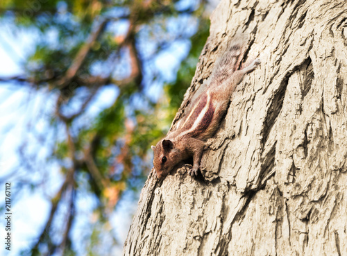 Chipmunk on a tree, in its natural environment. Summer background, closeup