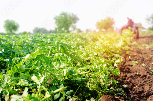 farmer on the tractor works in the field, harvesting of potatoes, manual labor, farming, agriculture, agro-industry in third world countries, labor migrants, blurred background photo