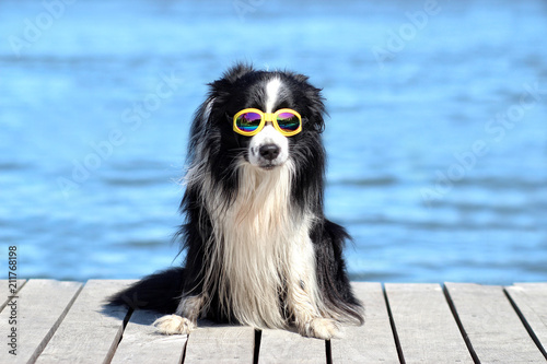 dog posing on the pier by the water with sunglasses