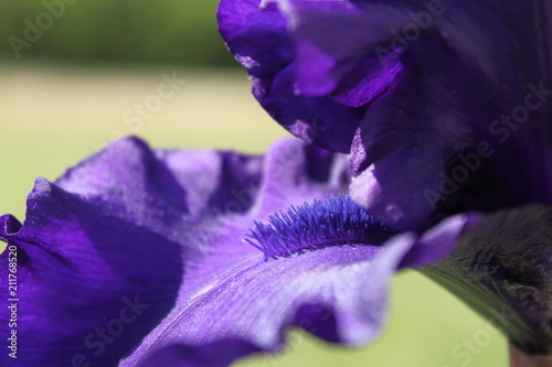 Fototapeta Naklejka Na Ścianę i Meble -  iris violet