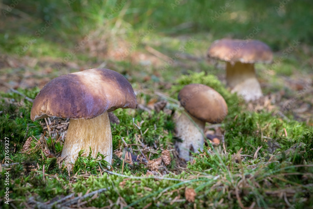 Group of edible mushroom boletus edulis known as penny bun Group of edible mushroom boletus edulis known as penny bun