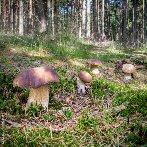 Group of edible mushroom boletus edulis