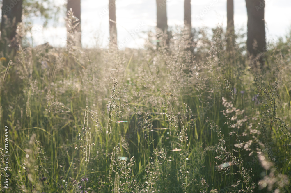 Fototapeta premium plants and flowers in a forest glade