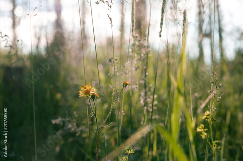 Fototapeta Naklejka Na Ścianę i Meble -  plants and flowers in a forest glade