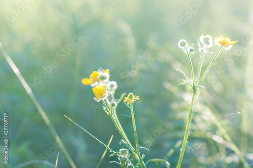 plants and flowers in a forest glade