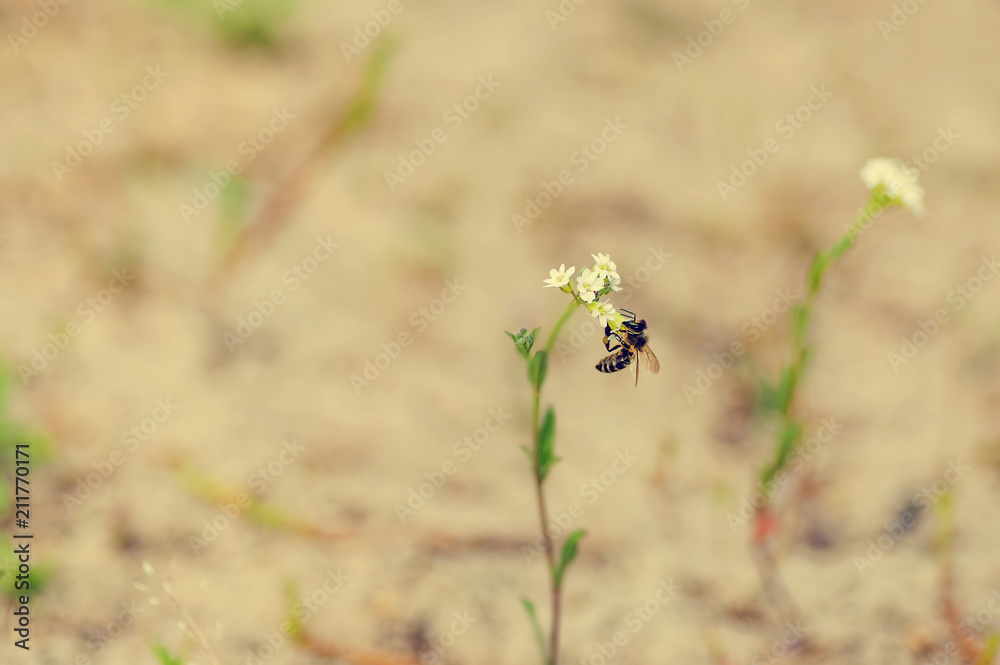 one bee sit on a small flower one bee sit on a small flower