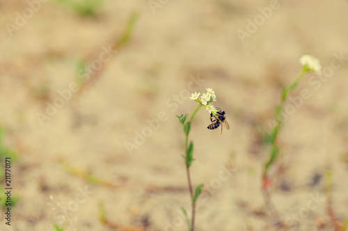 one bee sit on a small flower © Mikhail Ulyannikov