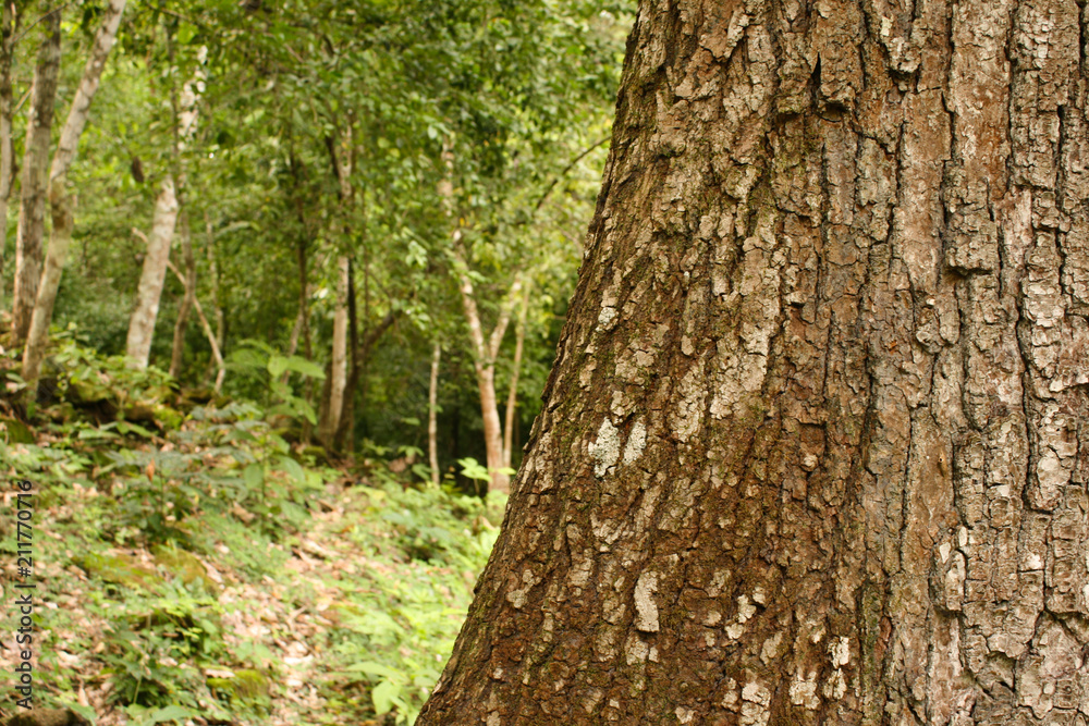 The bark of a tree