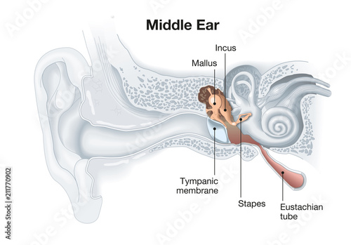 Fotografie Middle ear anatomy, medical illustration