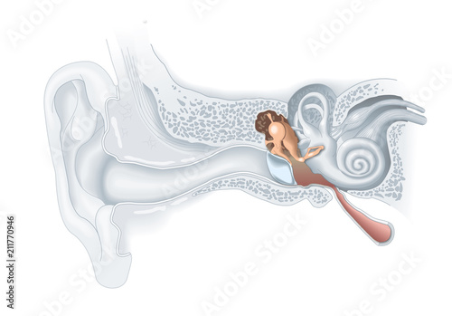 Fotografie Middle ear anatomy, medical illustration