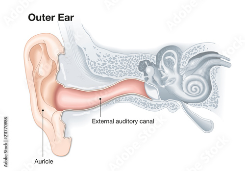 Photos Outer ear anatomy, medical illustration with caption