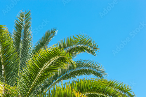 Branches of tropical palm tree  on sky background