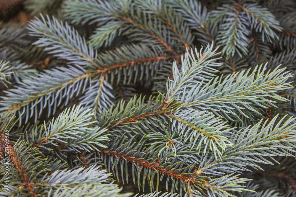 blue spruce close up needles and branches
