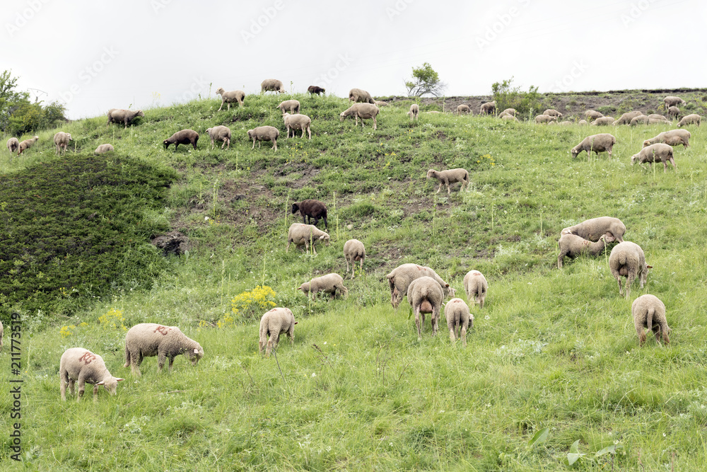 Obraz premium flock of sheep on mountain meadow in french haute provence near col de vars in alpes de provence