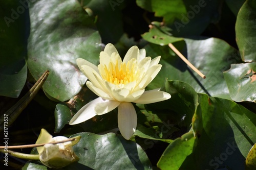 beautiful water lily in the pond