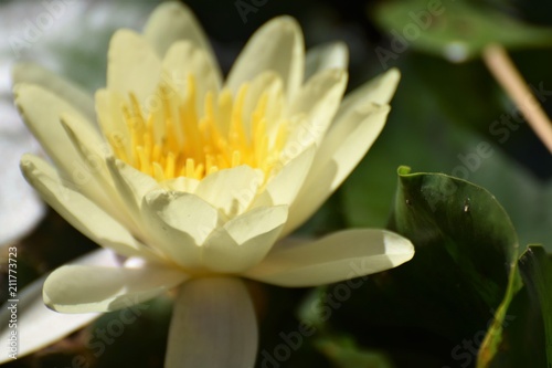 beautiful water lily in the pond