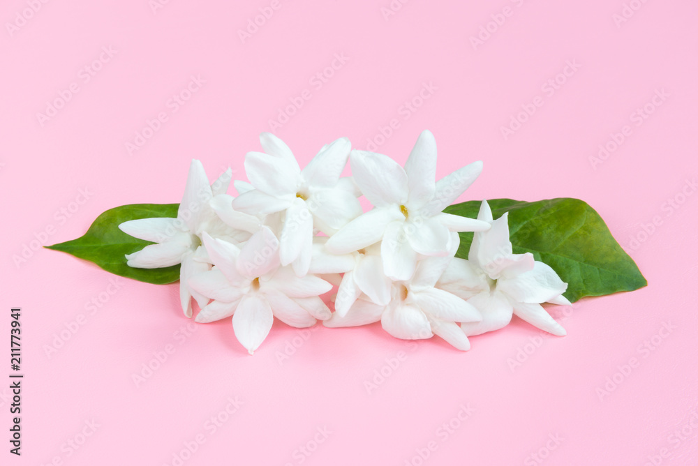 White Jasmine flowers with green leaves on beautiful pink background with copy space for text insertion, sweet cute concept for Valentines day, Mother's day or special love event concept White Jasmine flowers with green leaves on beautiful pink background with copy space for text insertion, sweet cute concept for Valentines day, Mother's day or special love event concept