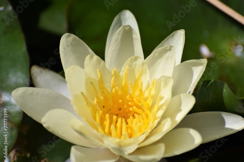 beautiful water lily in the pond