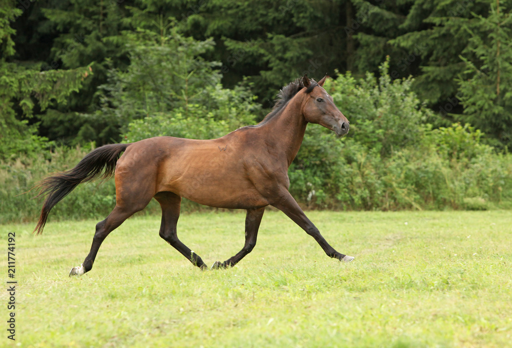 Amazing brown horse running alone Amazing brown horse running alone