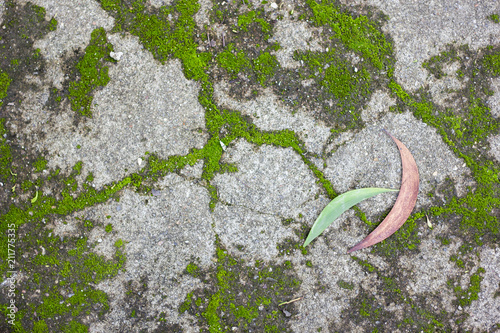 moss for background
