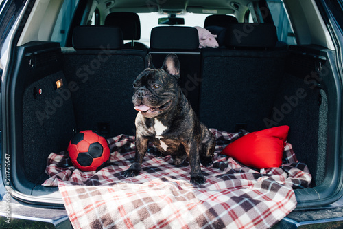 Brindle French bulldog sitting in the trunk of a car on a plaid with a red ball and a pillow in sunny weather, traveling with a dog