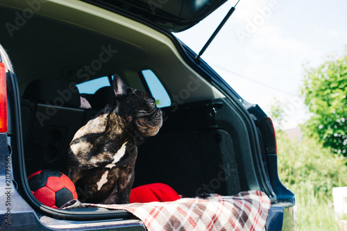 Brindle French bulldog sitting in the trunk of a car on a plaid with a red ball and a pillow in sunny weather, traveling with a dog