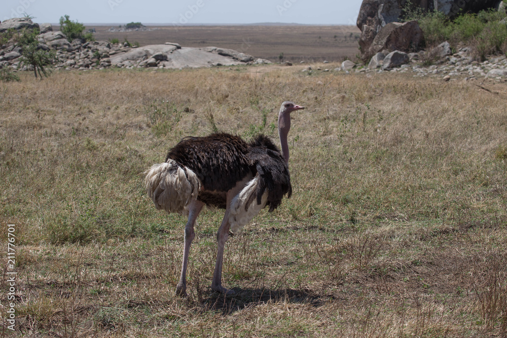 Naklejka premium Autruche tanzanie