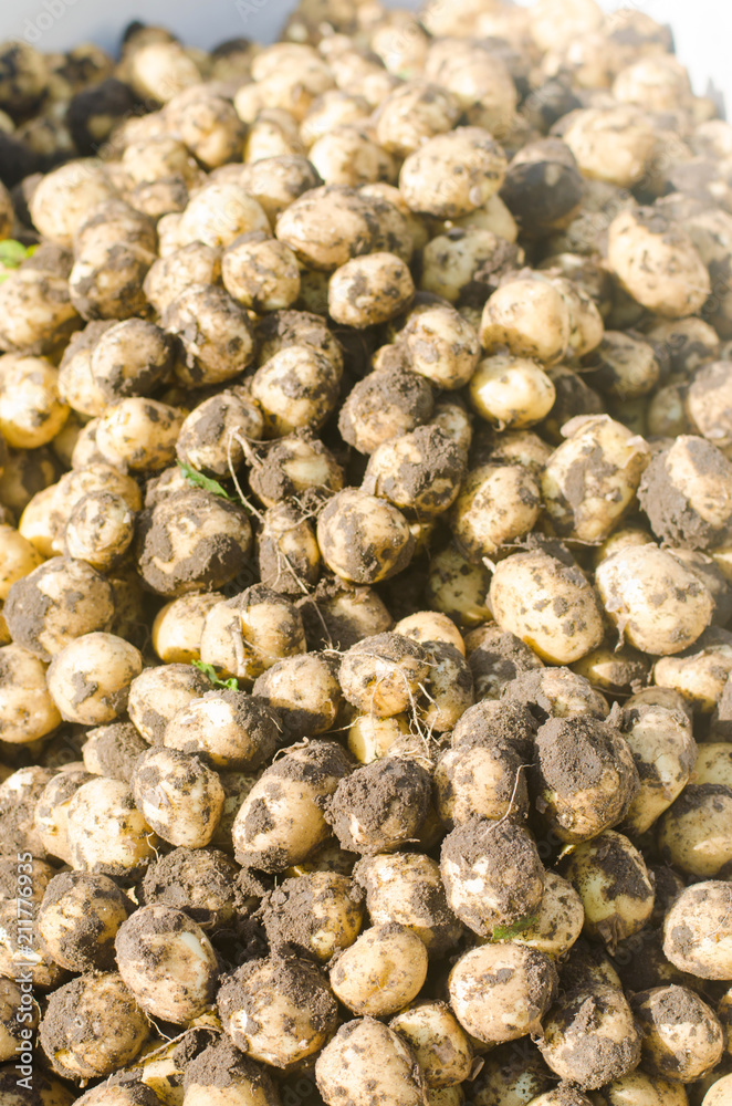 a bunch of fresh young yellow potatoes on the field close-up, agriculture, farming, seasonal work, vegetables, environmentally friendly product, good harvest. selective focus a bunch of fresh young yellow potatoes on the field close-up, agriculture, farming, seasonal work, vegetables, environmentally friendly product, good harvest. selective focus