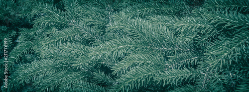 banner background of coniferous evergreen spruce forests