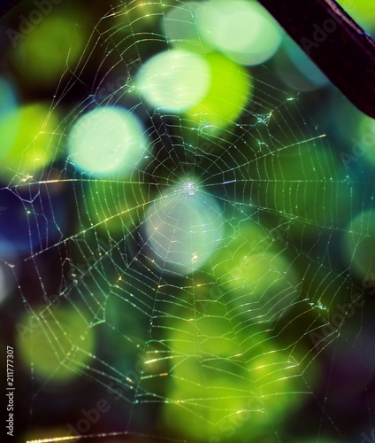 .cobweb in the soft light, bokeh background 