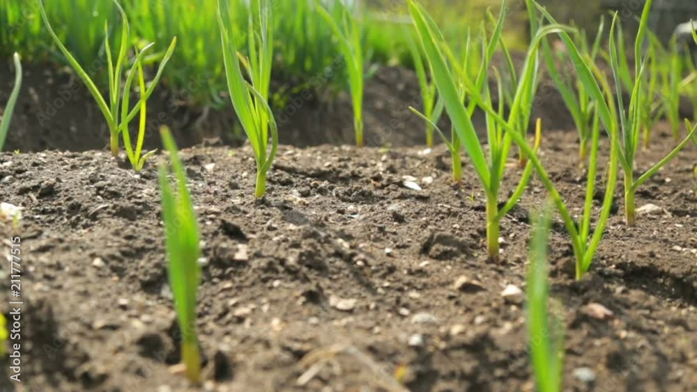 Spring onion and garlic in vegetable garden Spring onion and garlic in vegetable garden