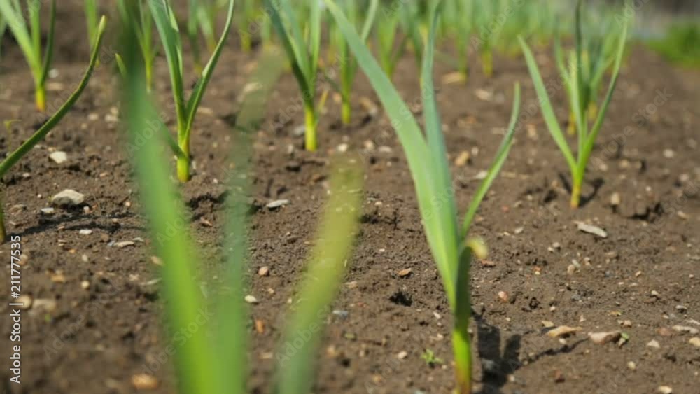 Spring onion and garlic in vegetable garden Spring onion and garlic in vegetable garden