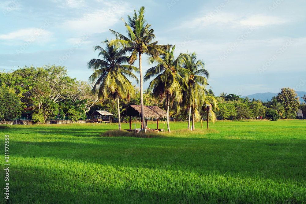 Rice Paddy Field Rice Paddy Field