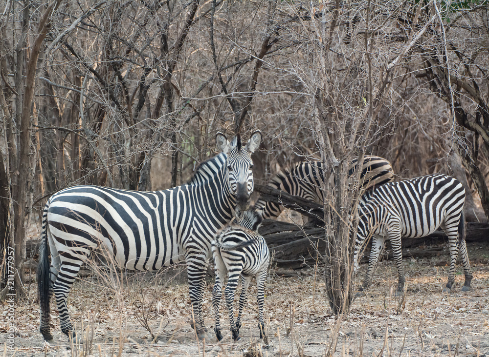 Fototapeta premium Zebras in der Savanne vom in Simbabwe, Südafrika