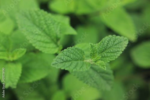 mint, plant, green, leaf, herb, nature, leaves, fresh, peppermint, garden, food, herbal, isolated, nettle, medicine, macro, spice, foliage, tea, closeup, melissa, spearmint, close-up, healthy, ingredi