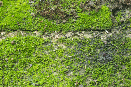 moss for background