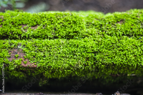 moss for background