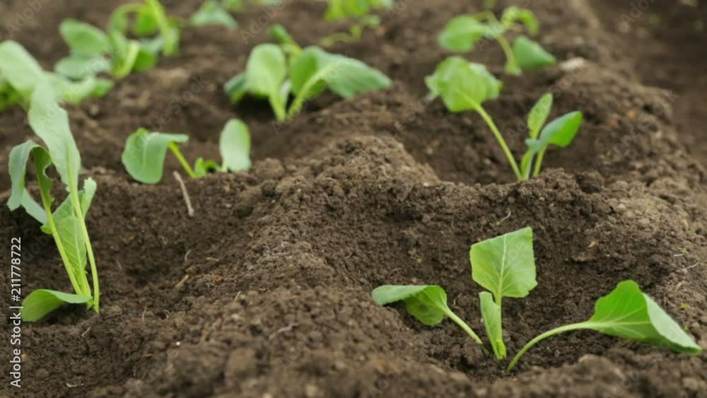 Cabbage saplings in garden fresh beds