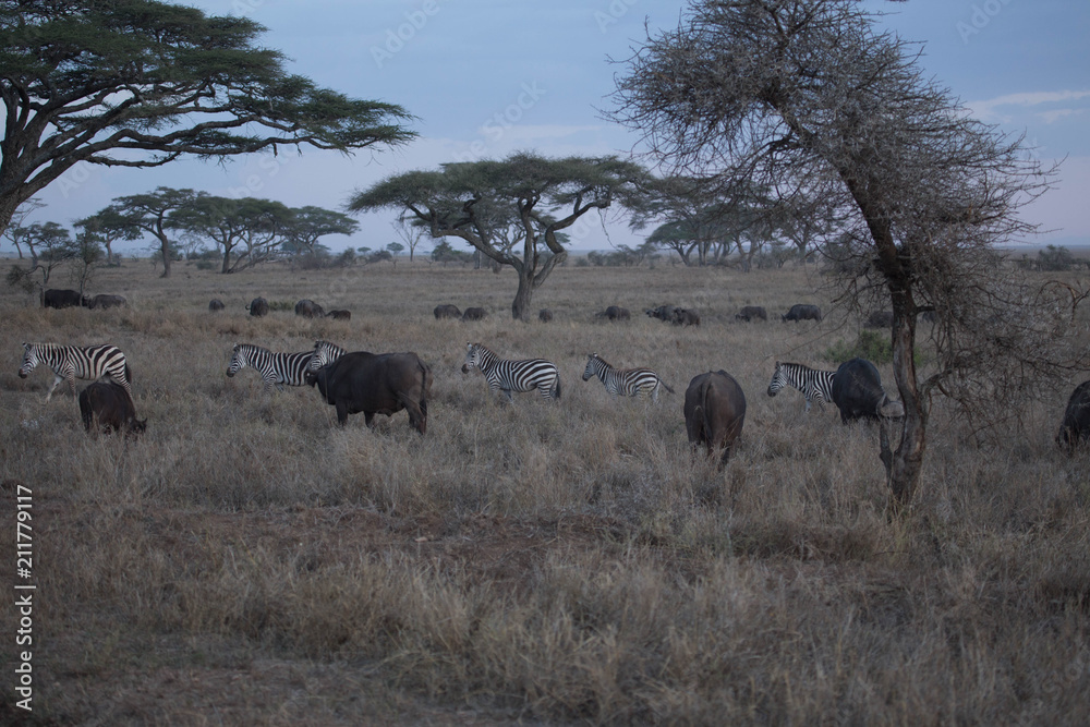Fototapeta premium Buffle safari tanzanie