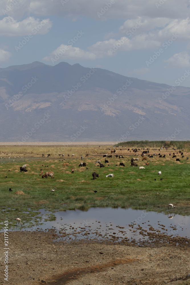 Obraz premium Buffle safari tanzanie