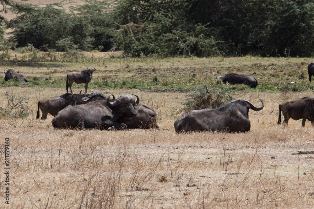 Buffle safari tanzanie Buffle safari tanzanie