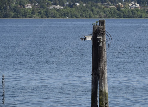 tall wooden pillar  with Purple Martin  at the nesting box,  during high tide at the Royston shipwreck site, near Courtenay, Vancouver Island British Columbia