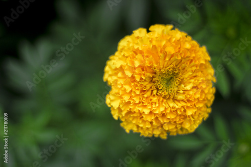 Marigold Flower Field