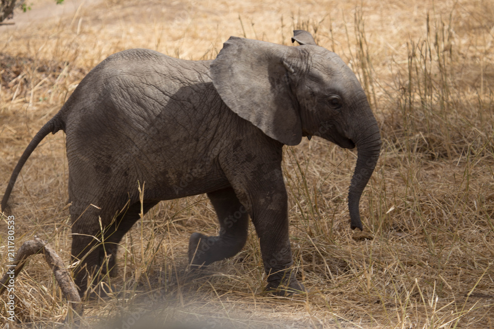 Fototapeta premium Elephant safari tanzanie
