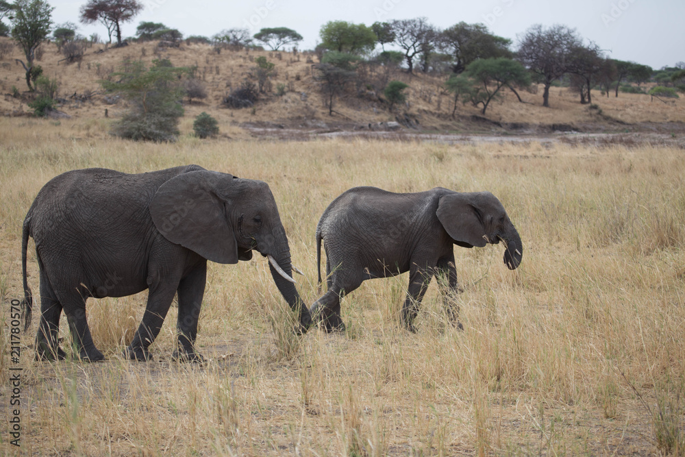 Elephant safari tanzanie