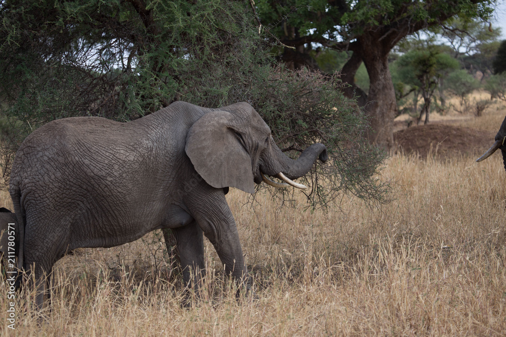 Fototapeta premium Elephant safari tanzanie