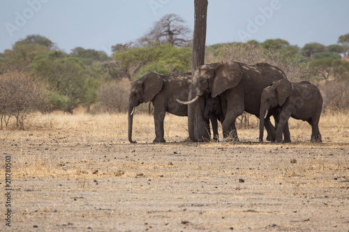 Elephant safari tanzanie