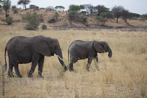 Elephant safari tanzanie © Thibault