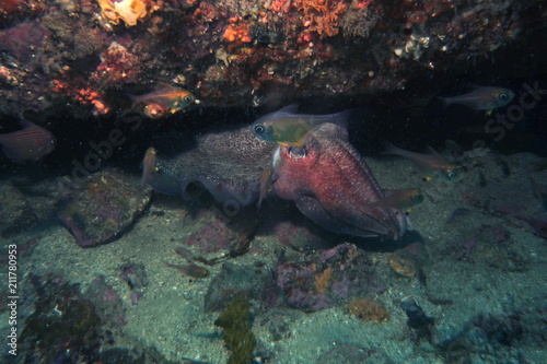 Giant Cuttlefish, Sepia Apama in Sydney Australia