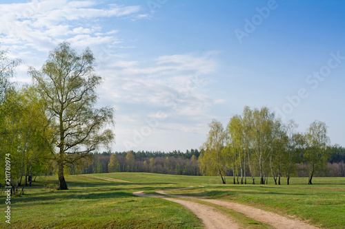 Spring birch forest and road